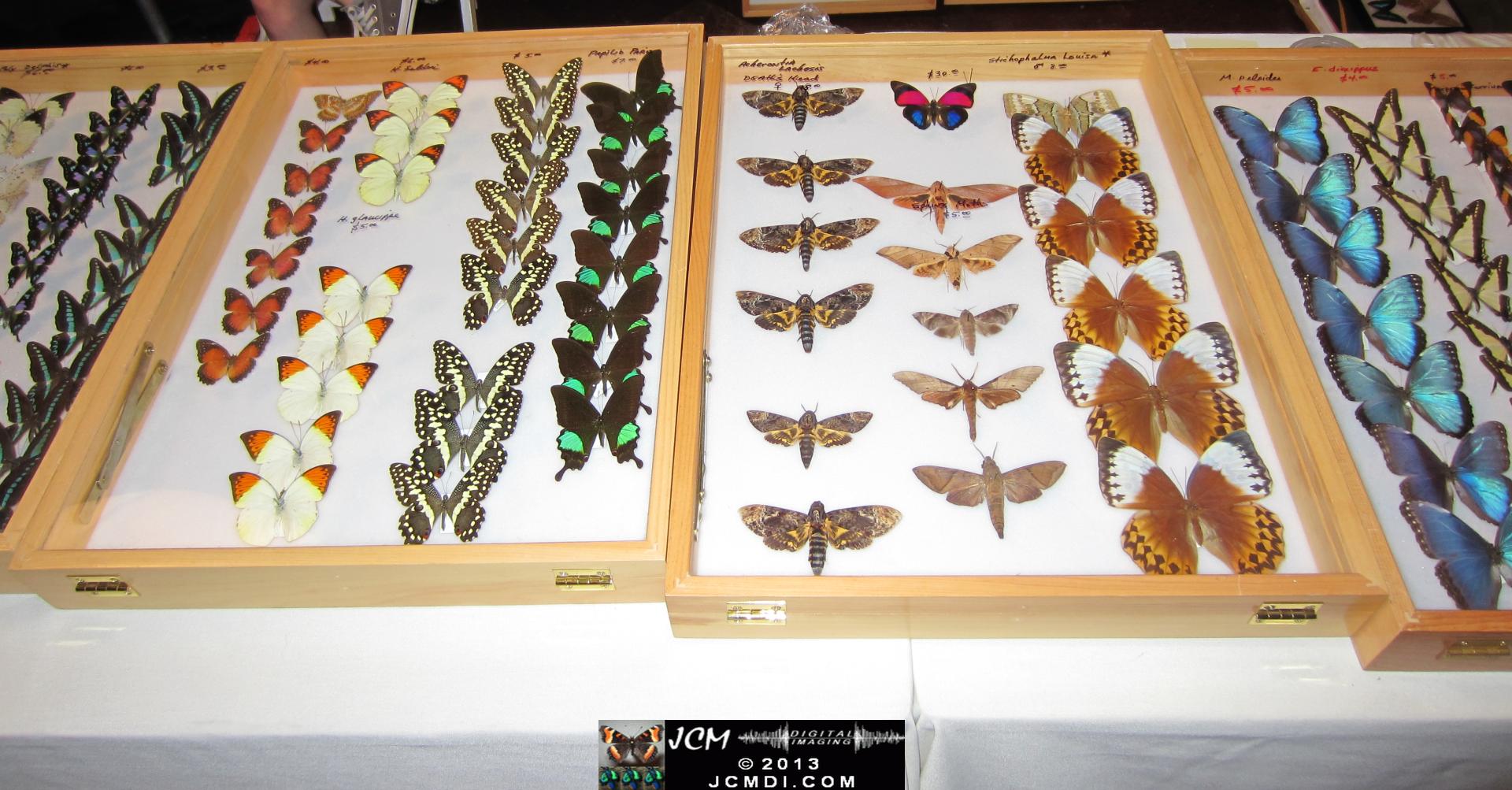 LANHM Bug Fair 2013 crowds and displays